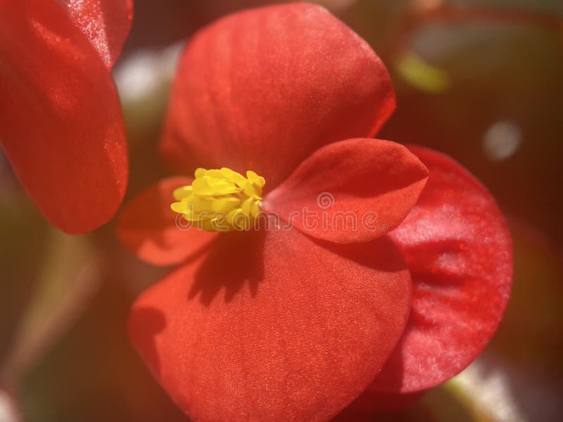 Flor De Begonia De Cera Roja Foto de archivo - Imagen de rojo, florecido:  181637846