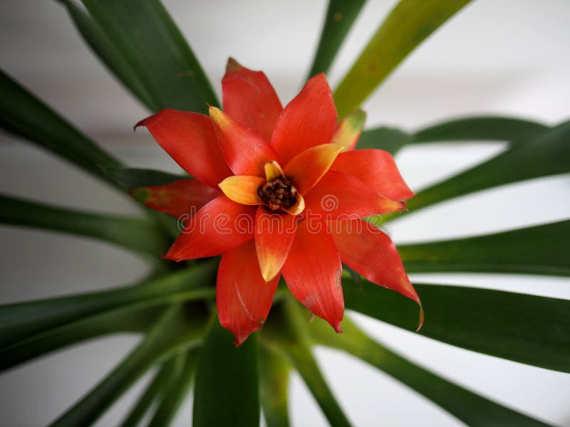 Flor De Bromélia Da Tailândia De Bangkok Imagem de Stock - Imagem de  vermelho, decorar: 179543787