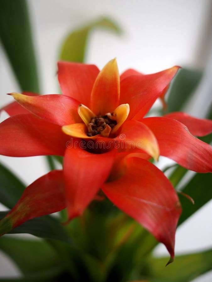 Flor De Bromélia Da Tailândia De Bangkok Imagem de Stock - Imagem de casa,  estilo: 179543789