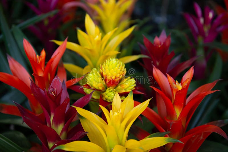 Flor De Bromélia De Plantas Tropicais No Jardim Colorida Da Fazenda De  Bromélias Foto de Stock - Imagem de jardim, planta: 209954504