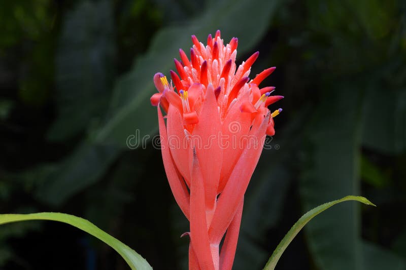 Flor de bromélia imagem de stock royalty free