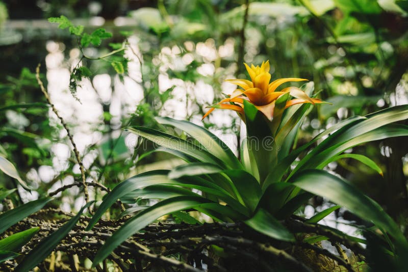 Selective focus on plant, blurred background. Nature concept. Selective focus on plant, blurred background. Nature concept