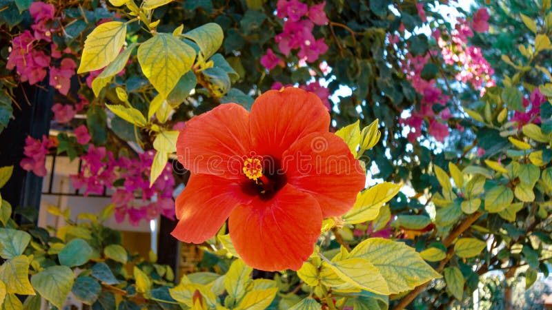 El Brote Listo Para Florecer De Una Hermosa Planta De Tulipán Rojo. Detalle  Flor Primavera. Fotografía Floral. Foto de archivo - Imagen de floral,  verde: 216166598