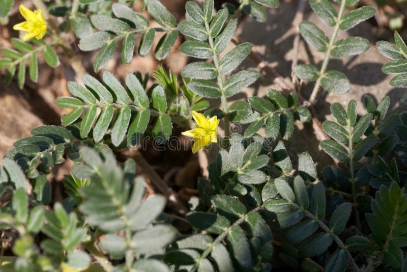 Imagen Macra De La Planta De Los Terrestris Del Tribulus Con La Flor Semillas Y Foto De Archivo Imagen De Convite Tierra