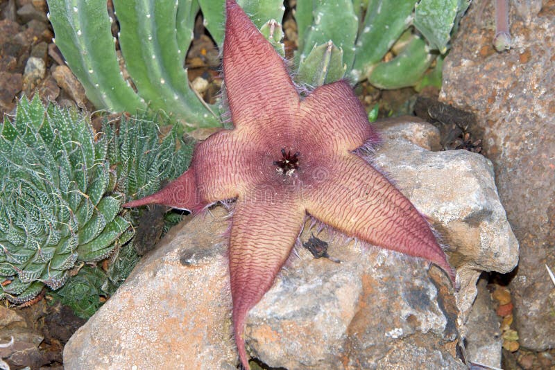 Cacto E Flor Da Estrela Do Mar Foto de Stock - Imagem de planta, odor:  35825596