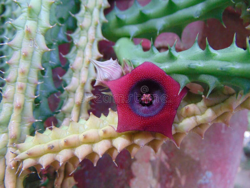Flor de cactus rara imagen de archivo. Imagen de recinto - 191956203