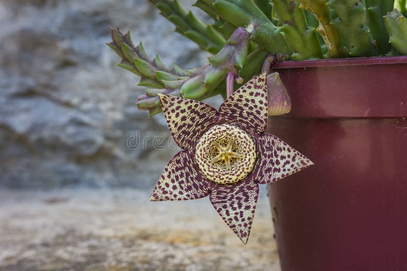 Flor De Cadáver Estapiólia Gigante Do Cacto-estrela Ou Flores De Orbea  Variegata Em Fundo De Pedra. Tipo Uma Impressão De Leopardo Foto de Stock -  Imagem de fundo, seletivo: 187440998