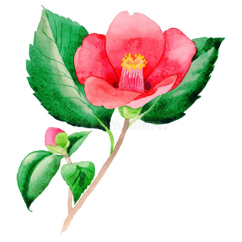Flor de Camellia Japanese do Wildflower em um estilo da aquarela isolada ilustração stock Flor de Camellia Japanese do Wildflower em um estilo da aquarela isolada ilustração stock