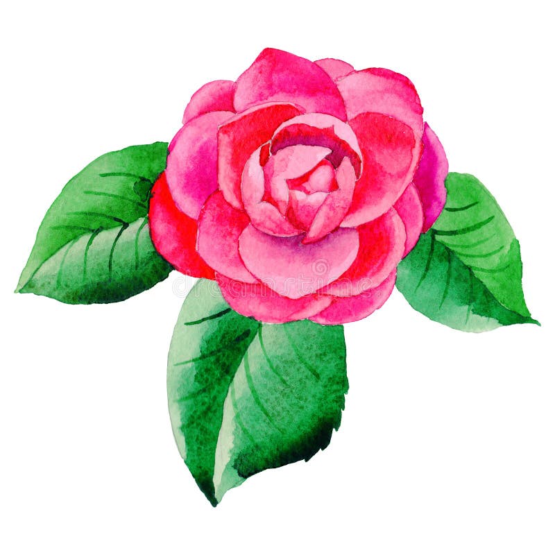 Flor de Camellia Japanese do Wildflower em um estilo da aquarela isolada ilustração do vetor Flor de Camellia Japanese do Wildflower em um estilo da aquarela isolada ilustração do vetor