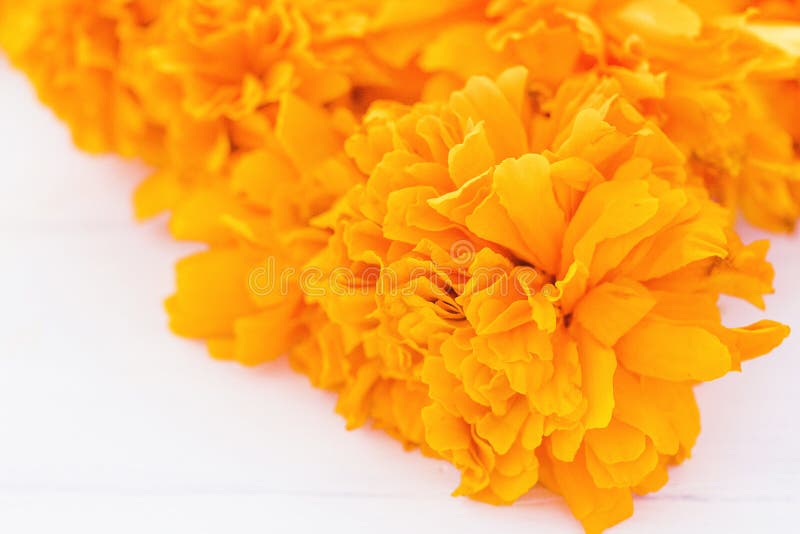 Flor De Cempasuchil, Mexican Flowers in Day of the Dead MÃ©xico Stock Image  - Image of calendula, bloom: 154126017