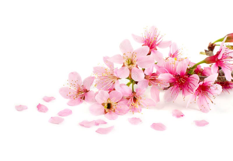 Flor de cerejeira foto de stock royalty free