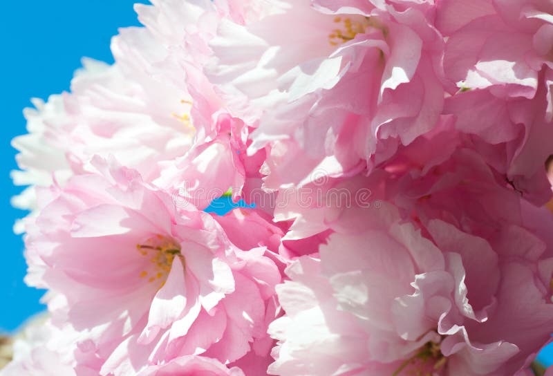 Flor de cereja japonesa cor-de-rosa foto de stock Flor de cereja japonesa cor-de-rosa foto de stock