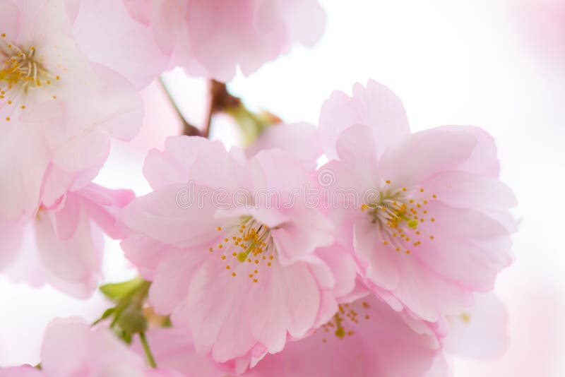 Flor de cerejeira Sakura imagens de stock royalty free