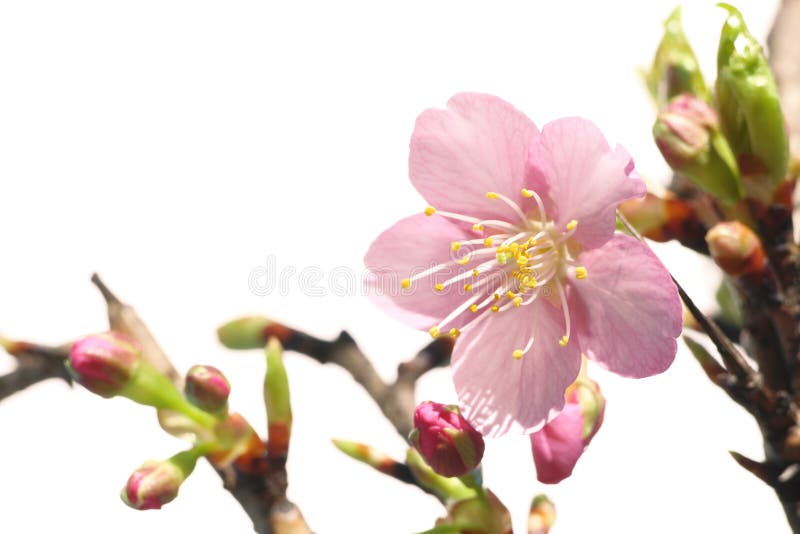 Flor de cerejeira japonesa que floresce no branco fotografia de stock royalty free Flor de cerejeira japonesa que floresce no branco fotografia de stock royalty free