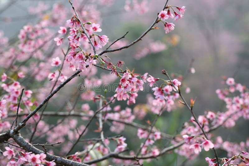 Flor de cereza, flor rosada de sakura con gota de lluvia