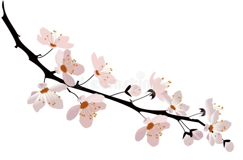 Flor de cerezo ilustración del vector Flor de cerezo ilustración del vector