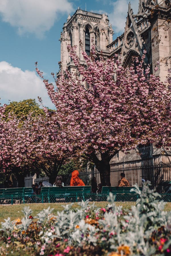 Flor de cerezo delante de la catedral de Notre Dame en Par?s, Francia fotografía de archivo libre de regalías Flor de cerezo delante de la catedral de Notre Dame en Par?s, Francia fotografía de archivo libre de regalías