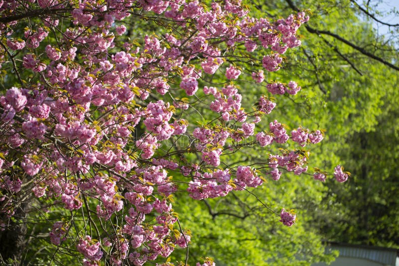 Flor De Cerezo Flores De Cerezo Japonés. Sakura En Flor En Un Parque De La  Ciudad. Foto de archivo - Imagen de floral, flores: 222952024