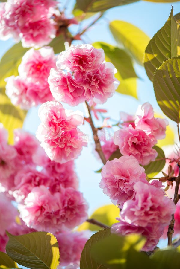 Flor de cerezo hermosa, flor rosada de Sakura en fondo de la naturaleza imagen de archivo libre de regalías Flor de cerezo hermosa, flor rosada de Sakura en fondo de la naturaleza imagen de archivo libre de regalías