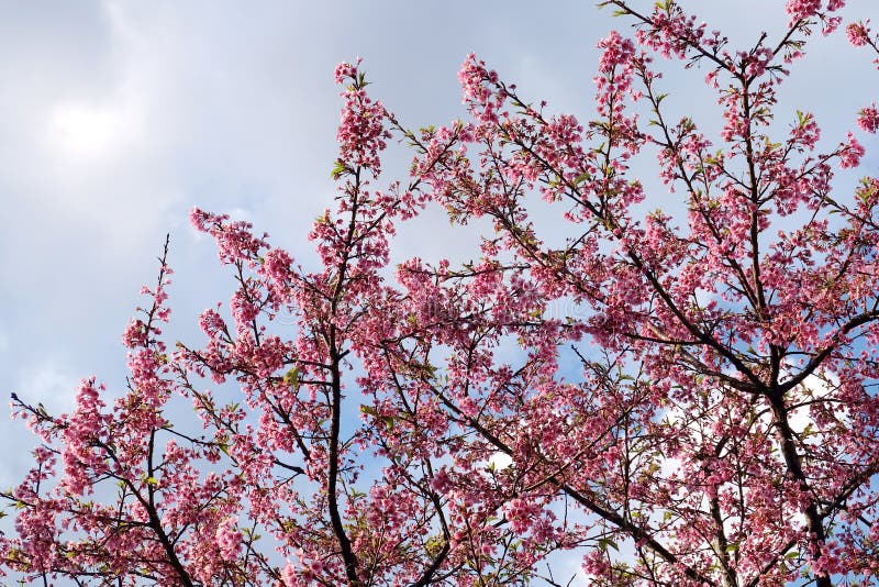 Flor de cerezo hermosa Sakura en tiempo de primavera sobre el cielo azul imagen de archivo Flor de cerezo hermosa Sakura en tiempo de primavera sobre el cielo azul imagen de archivo