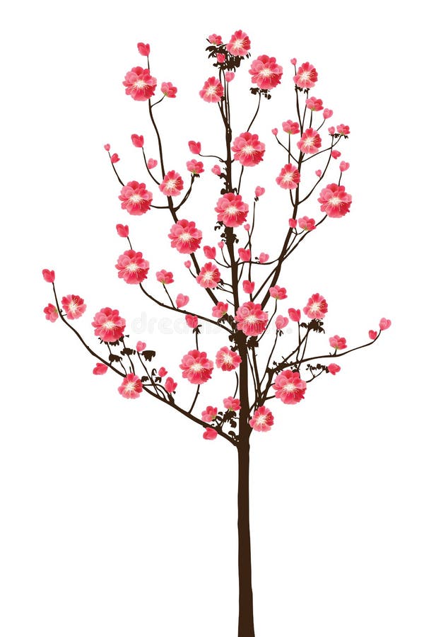 Flor De Cerezo Roja Del árbol De Sakura De La Plena Floración En Blanco  Ilustración del Vector - Ilustración de estacional, resorte: 74720338
