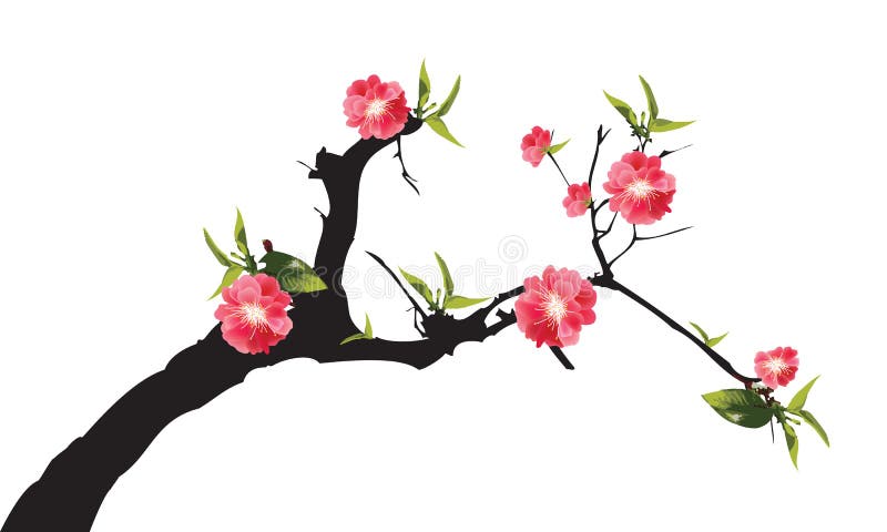 Flor De Cerezo Roja Del árbol De Sakura De La Plena Floración En Blanco  Ilustración del Vector - Ilustración de retro, parque: 74720346