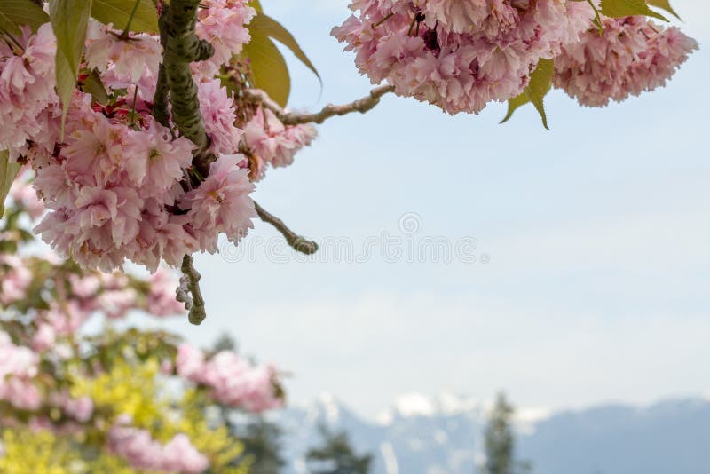 Flor de cerezo rosada sobre las montañas borrosas de Vancouver con nieve foto de archivo Flor de cerezo rosada sobre las montañas borrosas de Vancouver con nieve foto de archivo