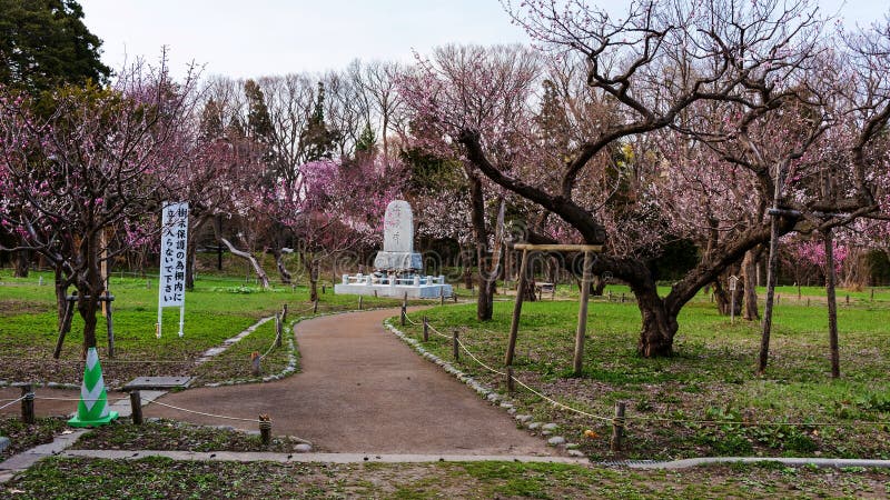 Flor de cerezo y estatua religiosa en el parque de Maruyama fotografía de archivo Flor de cerezo y estatua religiosa en el parque de Maruyama fotografía de archivo