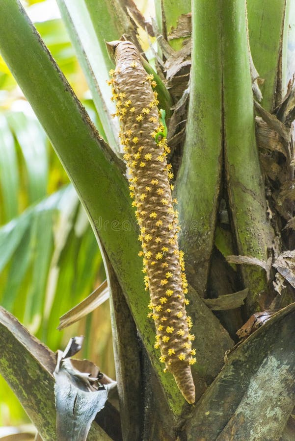 Flor de Coco de Mer. La palma masculina de la floración tiene floraciones masculinas y femeninas de cocos endémicos famosos del maldivica de Lodoicea del ` de Seychelles ` coco de mer que crece en la palma Vallee del mai, Praslin, Seychelles