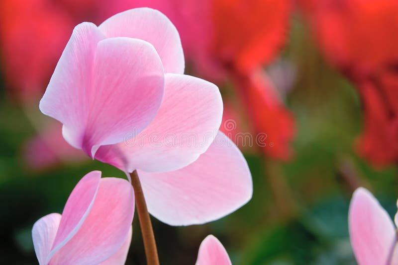 Flor de Cyclamen imagens de stock Flor de Cyclamen imagens de stock