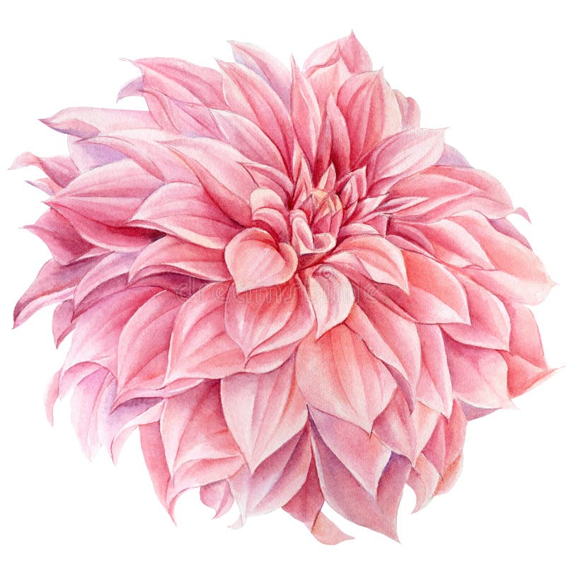 Flor De Dalia Rosa Fondo Blanco Aislado, Pintura Botánica Acuarela, Flores  Delicadas Stock de ilustración - Ilustración de flores, tarjeta: 197552146