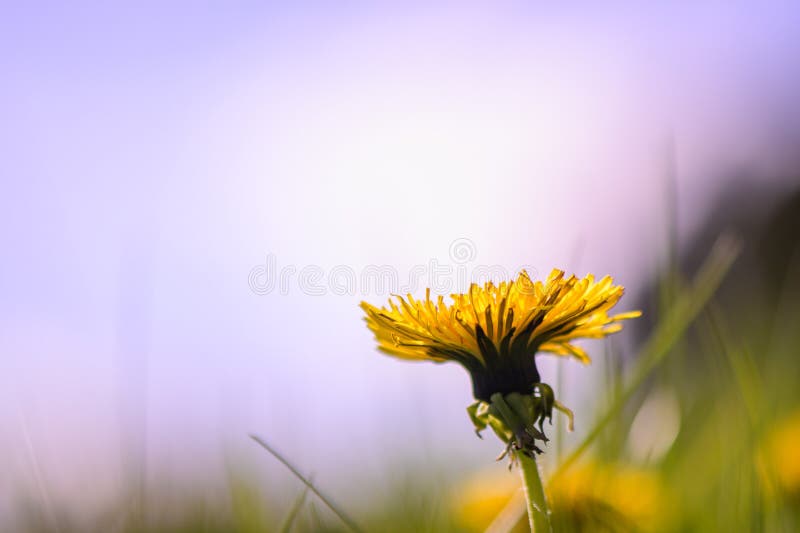 Flor de dandelion de primavera sobre fundo de grama verde e céu azul 1 foto de stock royalty free
