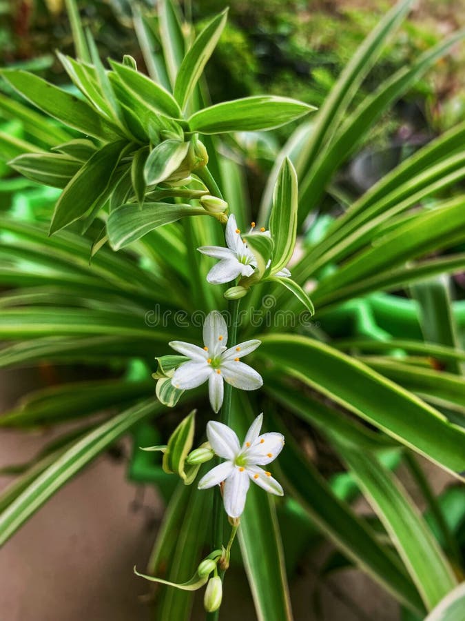 Flor de dracaena imágenes de archivo libres de regalías
