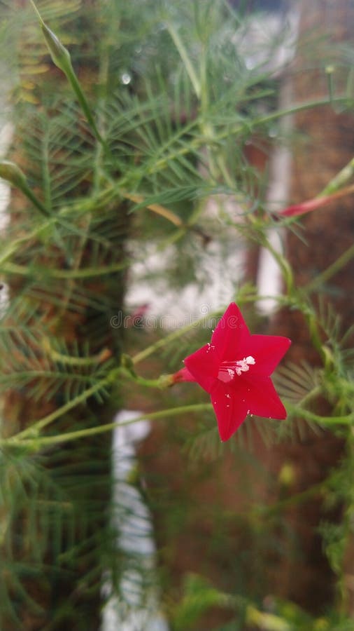Flor de estrella roja imagen de archivo. Imagen de planta - 229291835