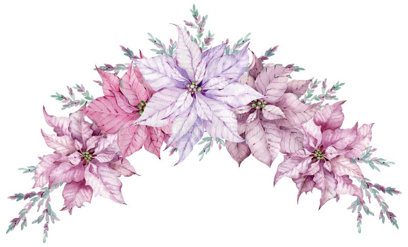 Flor De Flores De Noistita Rosa Y Violeta. Tarjeta De Borde De Invierno  Stock de ilustración - Ilustración de floral, navidad: 203628275