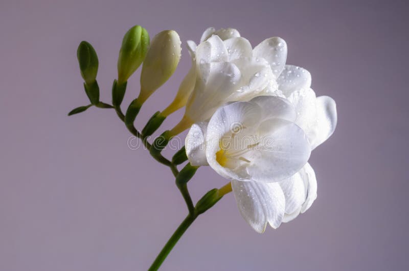 Flor De Florescência Da Frésia Imagem de Stock - Imagem de afetuoso,  outros: 112674403