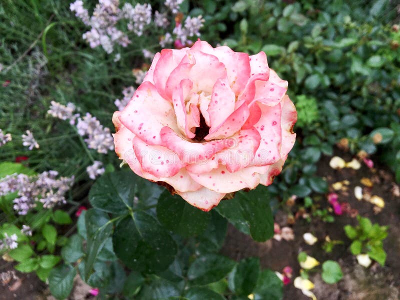 A flor de florescência aumentou com folhas verdes, natureza natural de vida, flora incomum do ramalhete do aroma Flor de Rosa que consiste no pistilo longo, estame arredondado, grama verde Grupo floral botânico das flores cor-de-rosa