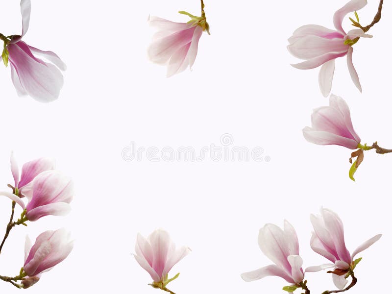 Flor de florescência bonita da magnólia isolada no fundo branco fotos de stock Flor de florescência bonita da magnólia isolada no fundo branco fotos de stock