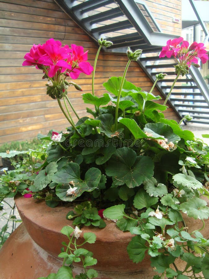 Flor De Gerânio Num Vaso Grande De Barro Imagem de Stock - Imagem de  vegetal, flor: 219699911