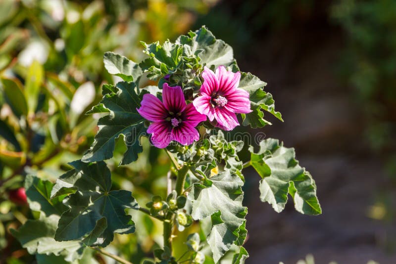 Flor de gerânio roxo imagem de stock. Imagem de jardim - 164874025