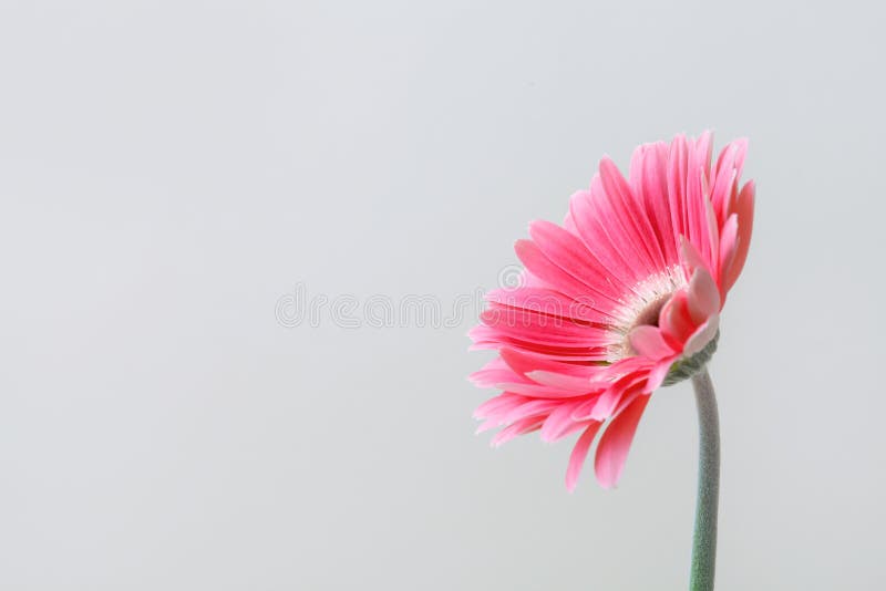 Flor de gerbera rosa sobre fundo branco, tiro de estúdio, espaço para cópia foto de stock Flor de gerbera rosa sobre fundo branco, tiro de estúdio, espaço para cópia foto de stock