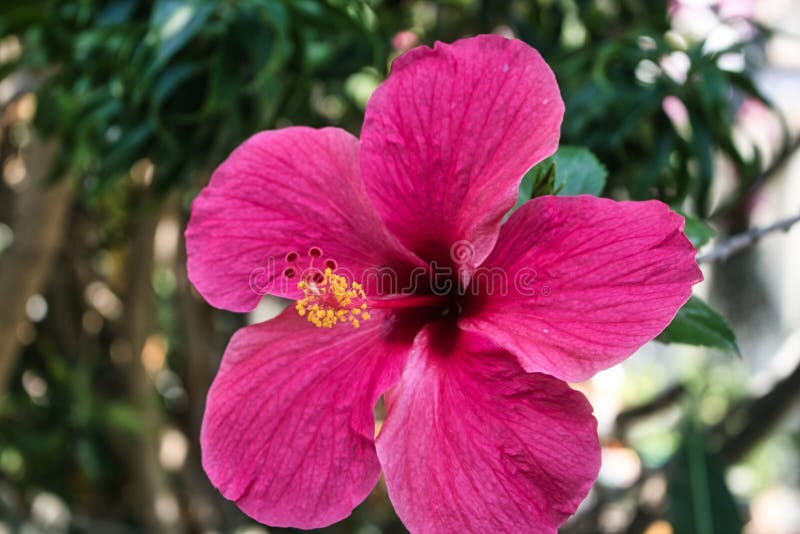 Flor De Hibisco Do Havaí Na Tailândia Foto de Stock - Imagem de floral,  planta: 170159052