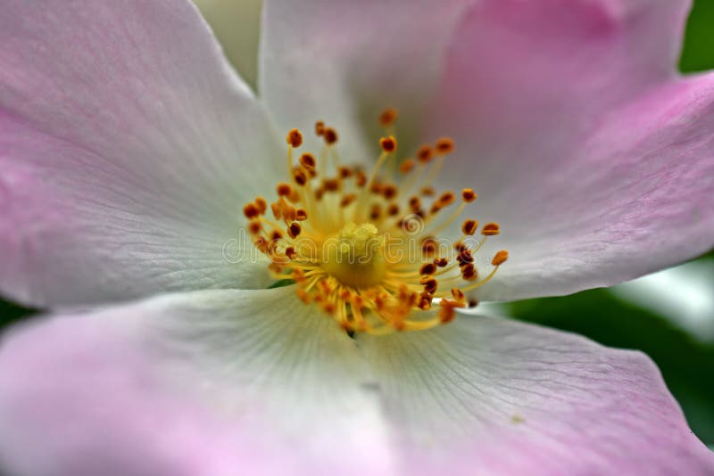 Flor De Invierno, Flor Rosa Pálida De Una Rosa De Perro fotos de archivo Flor De Invierno, Flor Rosa Pálida De Una Rosa De Perro fotos de archivo