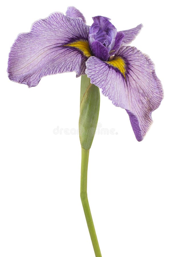 Flor de iris aislada imagen de archivo libre de regalías
