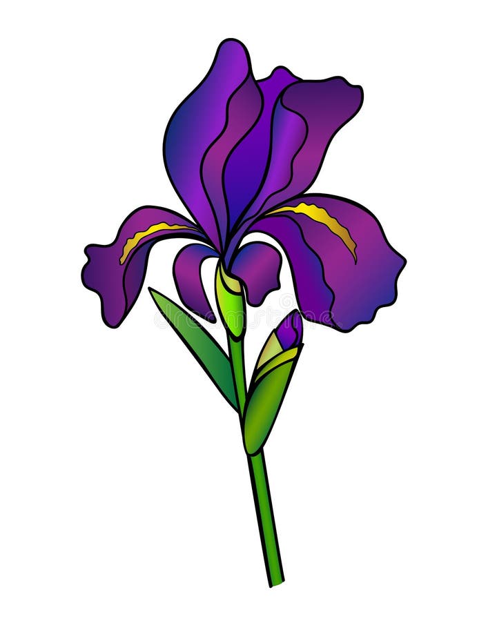 Flor De Iris Con Tallo De Ciruela Y Hoja a Color Completo Ilustración  Vectorial. El Iris Púrpura Es Una Planta De Jardín. Ilustración del Vector  - Ilustración de floral, horticultura: 188217999