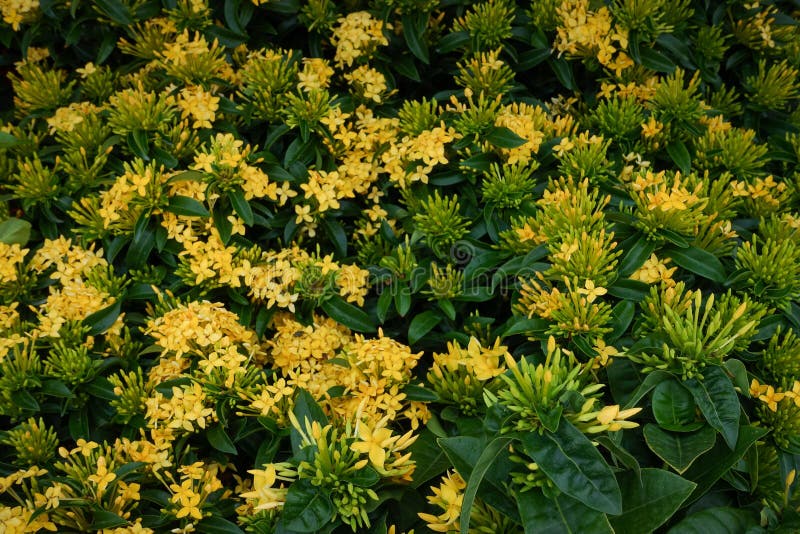 Flor De Ixora Flor Amarela Do Ponto Rei Ixora Ixora De Florescência  Chinensis Flor Do Rubiaceae Flor De Ixora Coccinea Imagem de Stock - Imagem  de lagoa, azul: 115348091