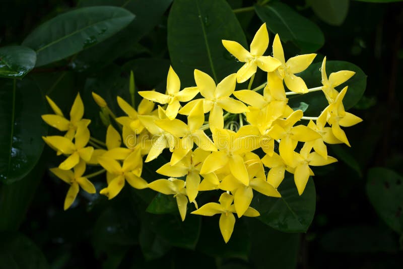 Flor De Ixora Flor Amarela Do Ponto Rei Ixora Ixora De Floresc?ncia  Chinensis Flor Do Rubiaceae Flor Do Coccinea De Ixora No Jard Imagem de  Stock - Imagem de pétala, planta: 147073353