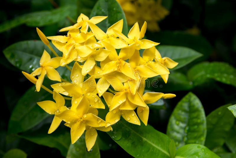 Flor De Ixora Flor Amarela Do Ponto Rei Ixora Ixora De Floresc?ncia  Chinensis Flor Do Rubiaceae Flor Do Coccinea De Ixora No Jard Imagem de  Stock - Imagem de pétala, planta: 147073353