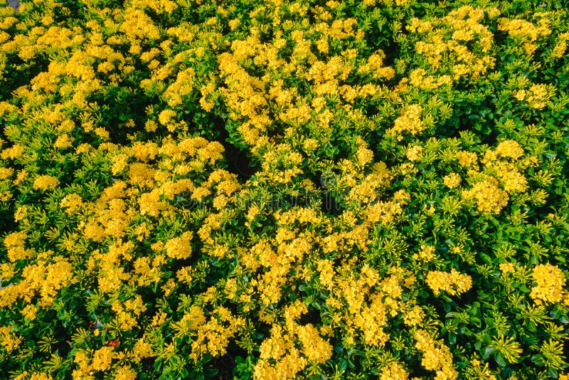 Flor De Ixora Ou Flor Amarela Do Ponto Que Floresce No Jardim Imagem de  Stock - Imagem de nave, colorido: 84236083