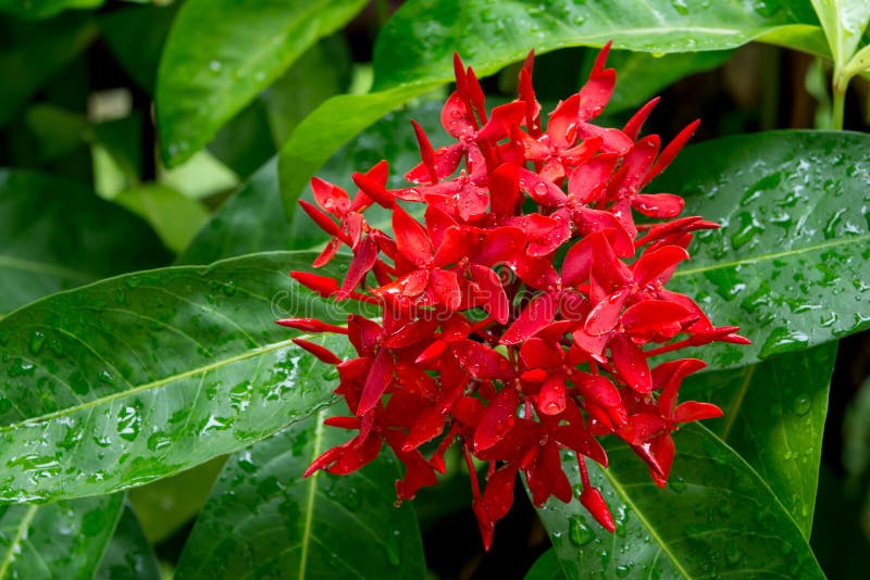 Flor Ixora Flor De Espinho Vermelho Rei Ixora Florescendo Ixora Chinensis  Flor Rubiaceae Flor Ixora Coccinea No Jardim Foto de Stock - Imagem de  perfumado, gerânio: 158859110